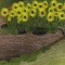 BFC0593 Window - Sunflowers and Finches