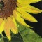BFC0593 Window - Sunflowers and Finches
