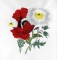 BFC0595 My Lady's Flowers
