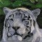BFC0596 Window-A White Tiger
