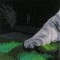 BFC0596 Window-A White Tiger