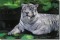 BFC0596 Window-A White Tiger