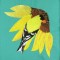 BFC0603 Sunflowers and Finches Designs