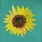 BFC0603 Sunflowers and Finches Designs