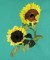 BFC0603 Sunflowers and Finches Designs
