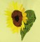 BFC0603 Sunflowers and Finches Designs