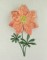 BFC0607 Eye Popping Posies