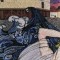 BFC0613 Window - Mermaid Genesis