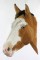 BFC0615 Portraits-Horses II