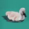 BFC0620 Swans