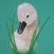 BFC0620 Swans