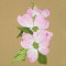 BFC0622 Shoulder Drapes - Dogwood