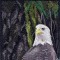 BFC0625  A Collage - Freedom