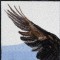 BFC0625  A Collage - Freedom