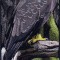BFC0625  A Collage - Freedom