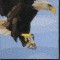 BFC0625  A Collage - Freedom