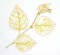 BFC0630 Color Sketches-Autumn Leaves
