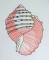 BFC0632 Color Sketches-Shells