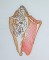 BFC0632 Color Sketches-Shells