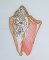 BFC0632 Color Sketches Shells 03