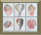 BFC0632 Color Sketches-Shells