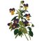 RMG634 Pansy Set