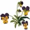 RMG634 Pansy Set