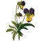 RMG634 Pansy Set