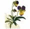 RMG634 Pansy Set