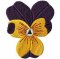 RMG634 Pansy Set