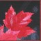 BFC0636 An Autumn Collage
