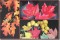 BFC0636 An Autumn Collage