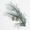 BFC0642 Color Sketches-Evergreens