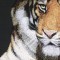BFC0654 Window-Tiger II