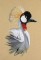 BFC0655 South African Grey Crowned Crane with Flowers