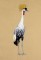 BFC0655 South African Grey Crowned Crane with Flowers