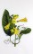 BFC0660 Botanical Prints
