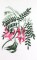 BFC0660 Botanical Prints