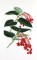 BFC0660 Botanical Prints