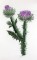 BFC0661 Botanical Prints II