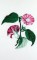 BFC0661 Botanical Prints II