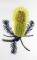 BFC0661 Botanical Prints II