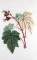 BFC0661 Botanical Prints II