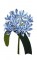 BFC0661 Botanical Prints II