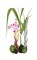 BFC0661 Botanical Prints II