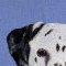 BFC0662 Window - A Dalmatian