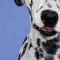 BFC0662 Window - A Dalmatian