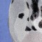 BFC0662 Window - A Dalmatian
