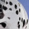 BFC0662 Window - A Dalmatian