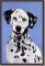 BFC0662 Window - A Dalmatian